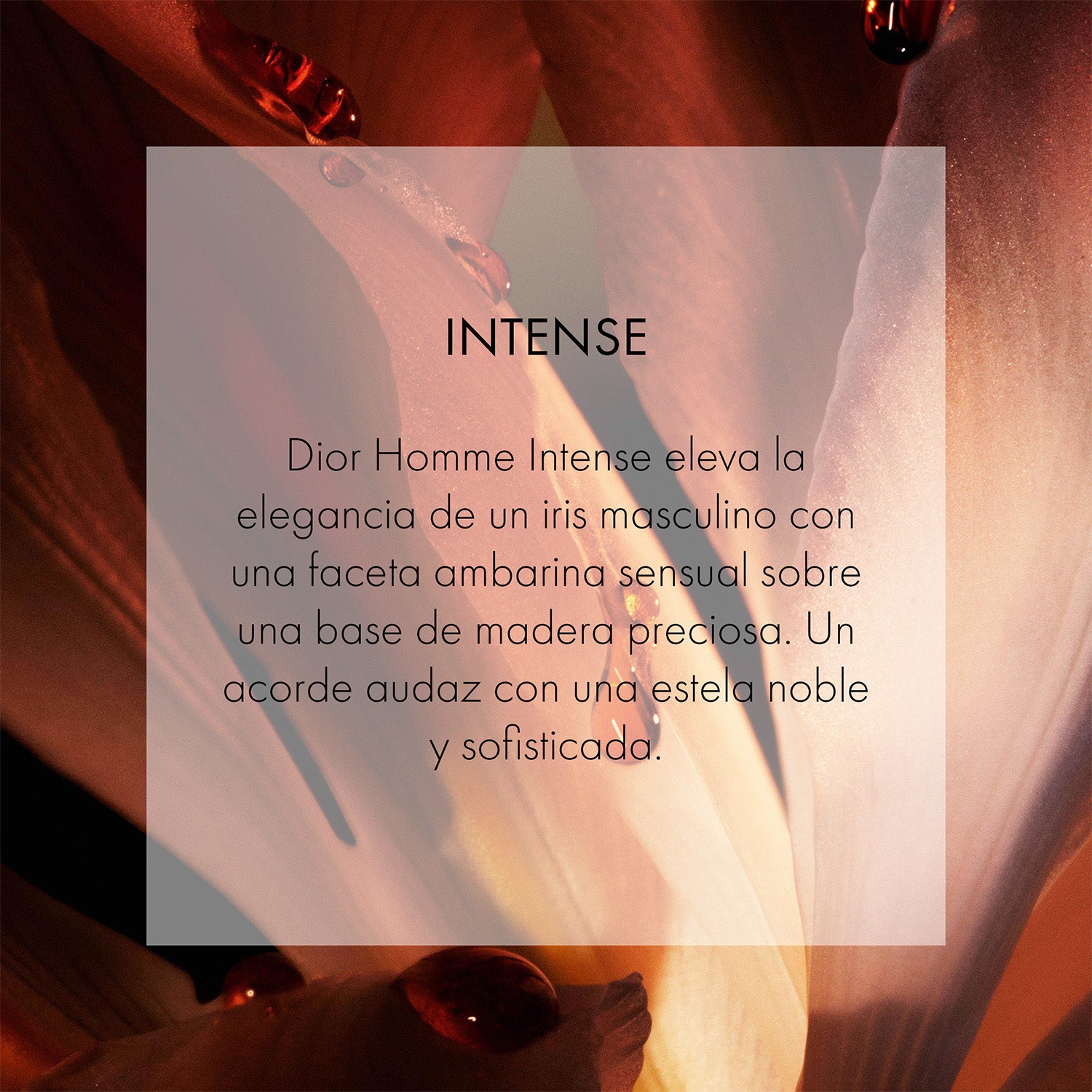 Dior Homme Intense - Perfumería First Bolivia
