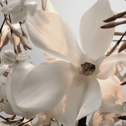 Fame Feline Collector 25