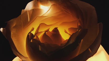 Dior Prestige Le Nectar Premier