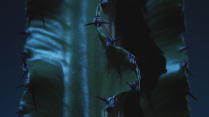 Sauvage La Loción Tonificante