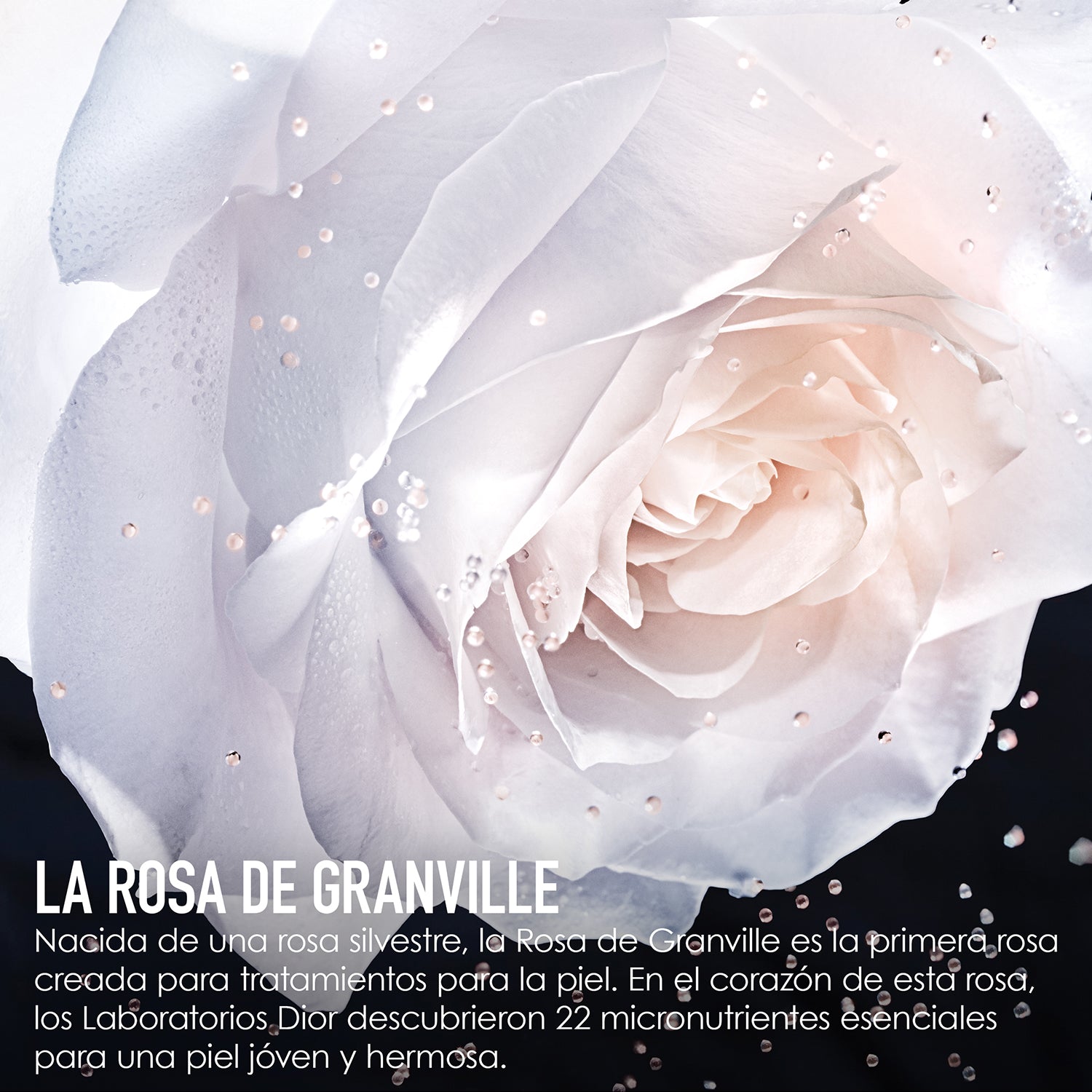 Dior Prestige La Micro Huile De Rose Serum